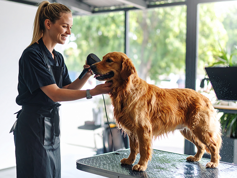 800x600-GROOMING-PHOENIX-PET-PROS_0000_Firefly_Hyper-realistic-photographic-image-of-a-dog-owner-handing-the-dog-to-a-pr